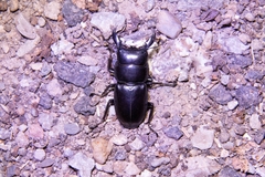 Serrognathus titanus platymelus