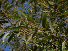 Salix triandra