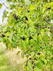 Rhamnaceae