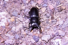 Serrognathus titanus platymelus