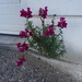 Snapdragons - Photo (c) mtfoliveira, some rights reserved (CC BY-NC), uploaded by mtfoliveira