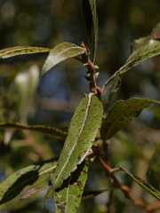 Salix triandra