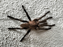 Cyriopagopus lividus