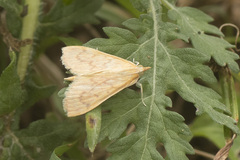 Pyraustinae