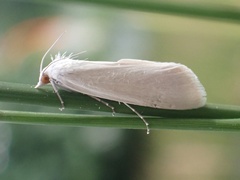Tipanaea
