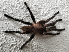 Cyriopagopus lividus