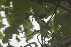 Pericrocotus flammeus