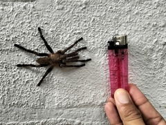 Cyriopagopus lividus