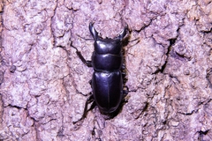 Serrognathus titanus platymelus