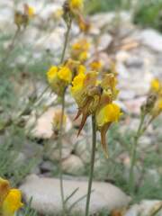 Linaria depauperata