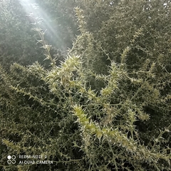 Salsola kali kali