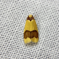 Heterallactis microchrysa