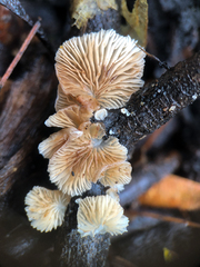 Crepidotus variabilis