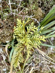 Libocedrus bidwillii