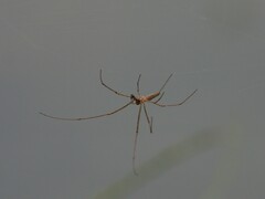 Tetragnatha