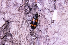 Lioptera erotyloides