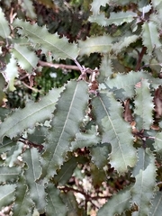 Olearia ilicifolia