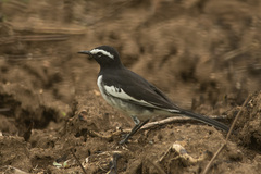 Motacilla maderaspatensis