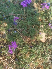 Glandularia aristigera