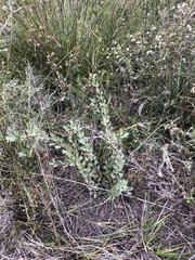 Adenanthos cuneatus