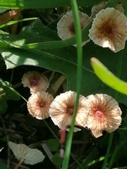 Crinipellis scabella