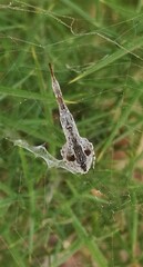 Uloborus walckenaerius