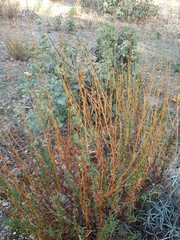 Santolina rosmarinifolia