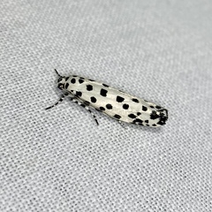 Ethmia clytodoxa