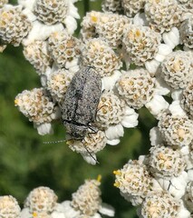 Mycterus curculioides