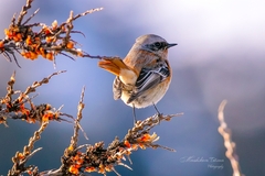 Phoenicurus erythronotus