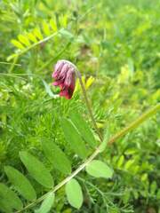 Vicia benghalensis