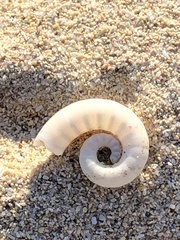 Spirula spirula