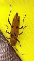 Chlorophorus glabromaculatus