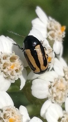 Cryptocephalus vittatus