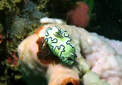 Doriprismatica atromarginata