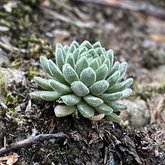 Sempervivum