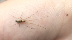 Tetragnatha
