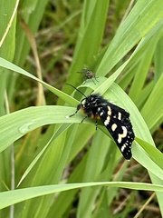 Phalaenoides tristifica