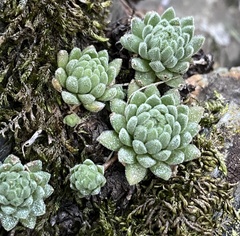 Sempervivum
