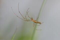 Tetragnatha