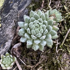 Sempervivum