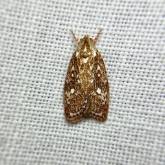 Euchaetis metallota