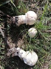 Agaricus crocodilinus