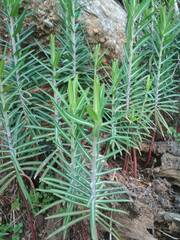 Euphorbia lathyris