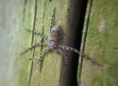 Philodromus spinitarsis