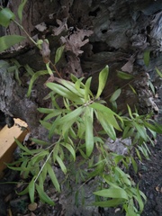 Melaleuca cajuputi cumingiana