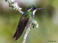 Lampornis castaneoventris