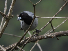 Schistochlamys melanopis