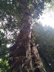 Melaleuca cajuputi cumingiana