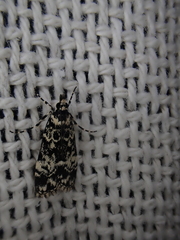 Scoparia exhibitalis